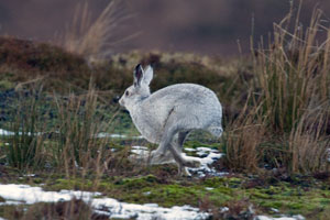 Hare images by Betty Fold Gallery